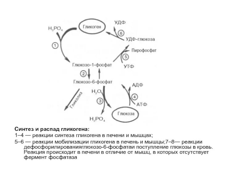 Глюкоза гликоген реакция. Схема распада гликогена в печени и мышцах. Схема мобилизации гликогена в печени и мышцах. Синтез и распад гликогена в печени и мышцах. Схема мобилизации гликогена + катаболизм Глюкозы.