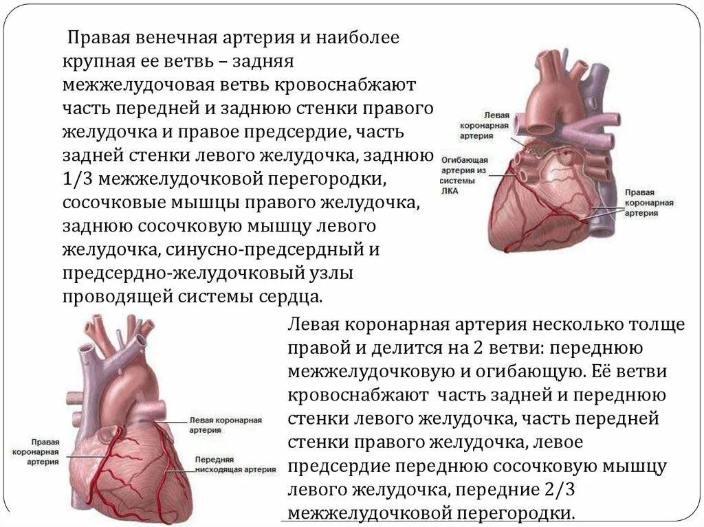 Коронарные артерии кровоснабжают. Правая венечная артерия кровоснабжает. Передней стенки левого желудочка. Коронарные артерии. Передняя коронарная артерия кровоснабжает.