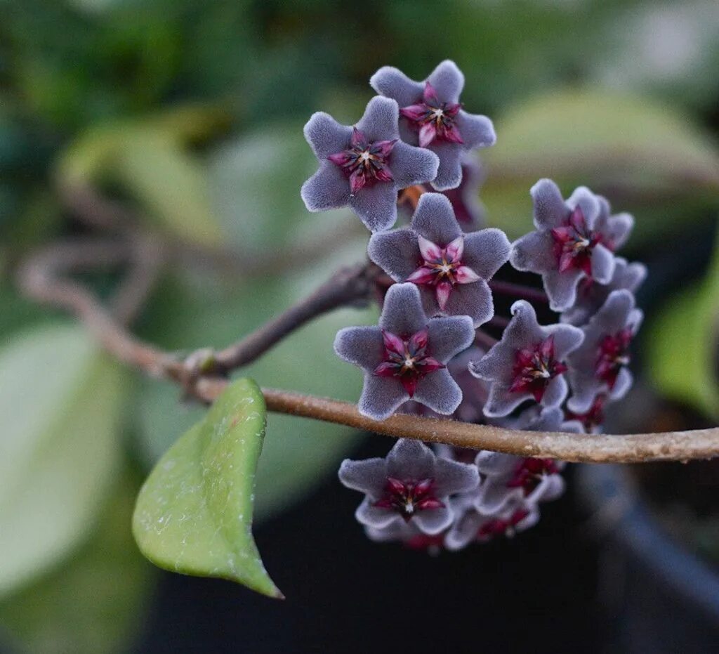 Хой цветы. Цветок Хойя. Хойя, плющ восковой — Hoya. Hoya pubicalyx Royal Hawaiian Purple. Хойя длиннолистная.