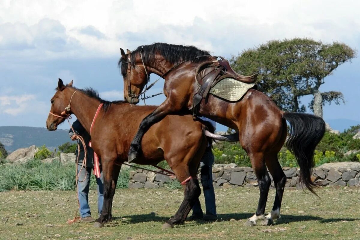 Сколько у них лошадей. Порода лошадей блэк форест. Лошадь масти абигаль. Норвежский фьорд лошадь. Разновидности лошадей.