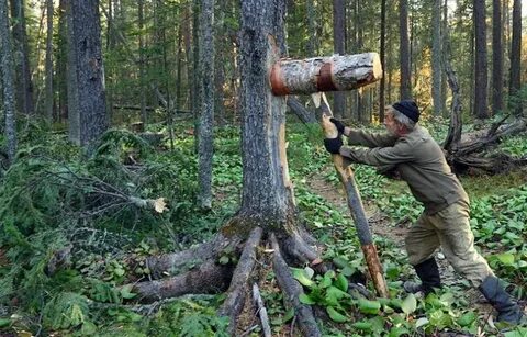 На каком дереве собирают