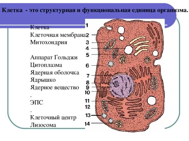 Наименьшей структурной и функциональной единицей организма является. Клеточный центр аппарат гольджи лизосомы. клеточный центр —;аппарат гольджи —;митохондрии. цитоплазма клеточный центр рибосомы. клетка структурная и функциональная единица организма.