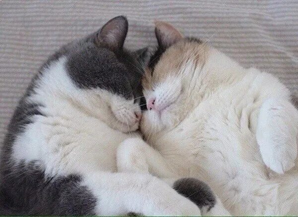 Pin by vv.mgguw on CAT Cat hug, Cute cats, Pretty cats