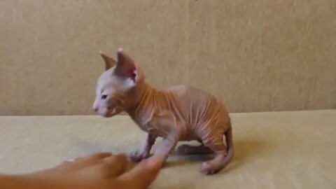 Котенок сфинкса 1 месяц