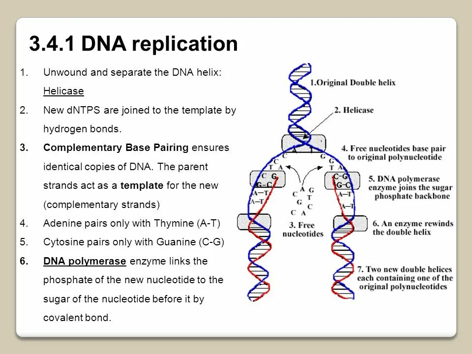 DNA Replication. DNA Replication Type. DNA with Replication. Replication Stages.