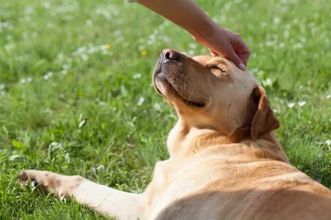 Фото petting