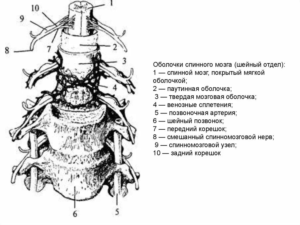 Твердая паутинная и мягкая оболочка спинного мозга. Строение и функции оболочек спинного мозга. Схема.. Оболочки и МЕЖОБОЛОЧЕЧНЫЕ пространства спинного мозга рисунок. Твердая мозговая оболочка спинного мозга анатомия.
