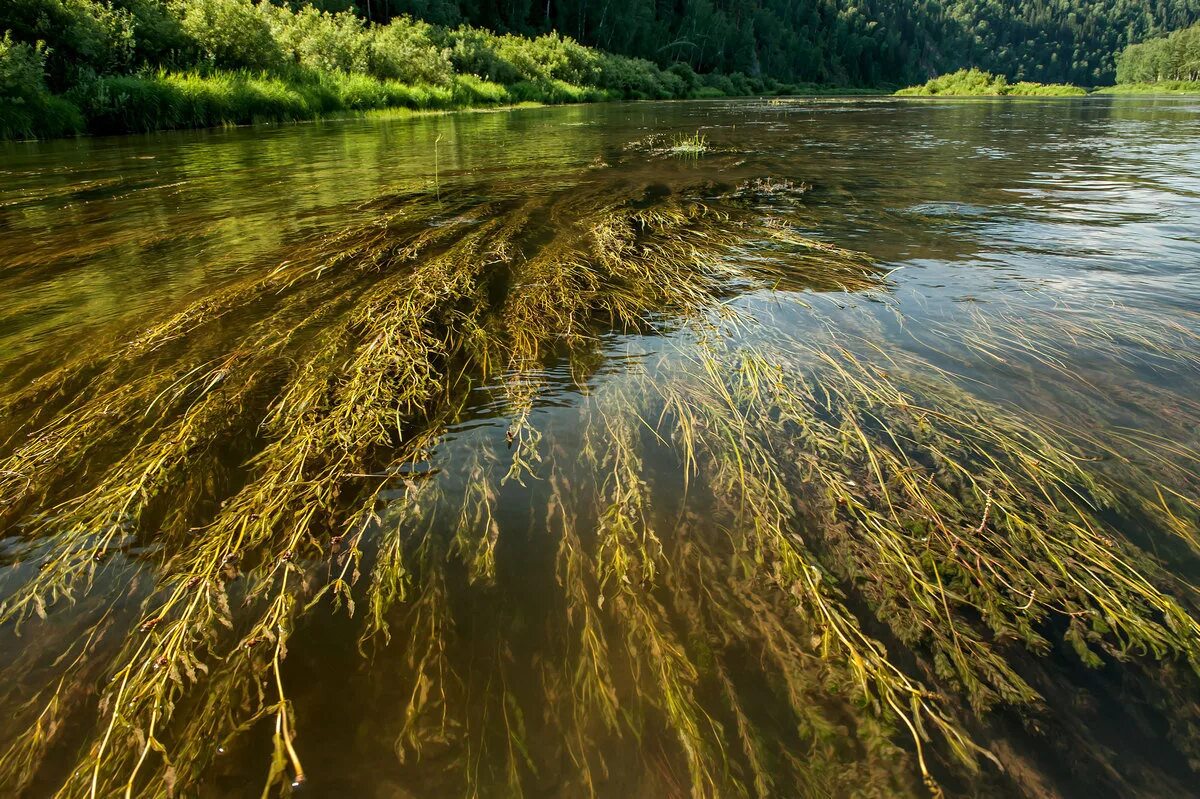 В реки и в дальнейшем. Водоросл мелководья. Енисей мелководье.