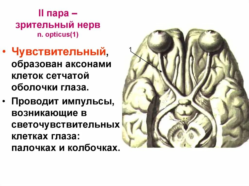 Два зрительных нерва. 2 Пара ЧМН зрительный нерв. Зрительный нерв (II пара, 2 пара, вторая пара черепных нервов), n. Opticus. Зрительный нерв 2 пара черепных нервов. II пара черепных нервов – n. Opticus – зрительный нерв.