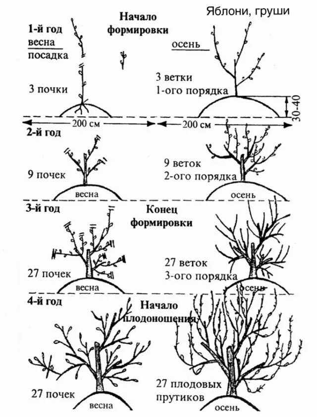 Идеал 2 ветки. Формирование кроны грецкого ореха схема. Схемы обрезки стелющейся яблони. Схема обрезки грецкого ореха. Схема обрезки грецкого ореха весной.