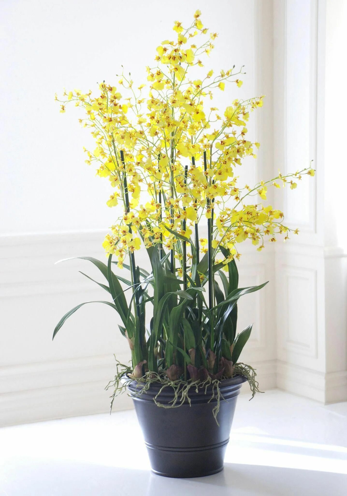 Victoria orchid