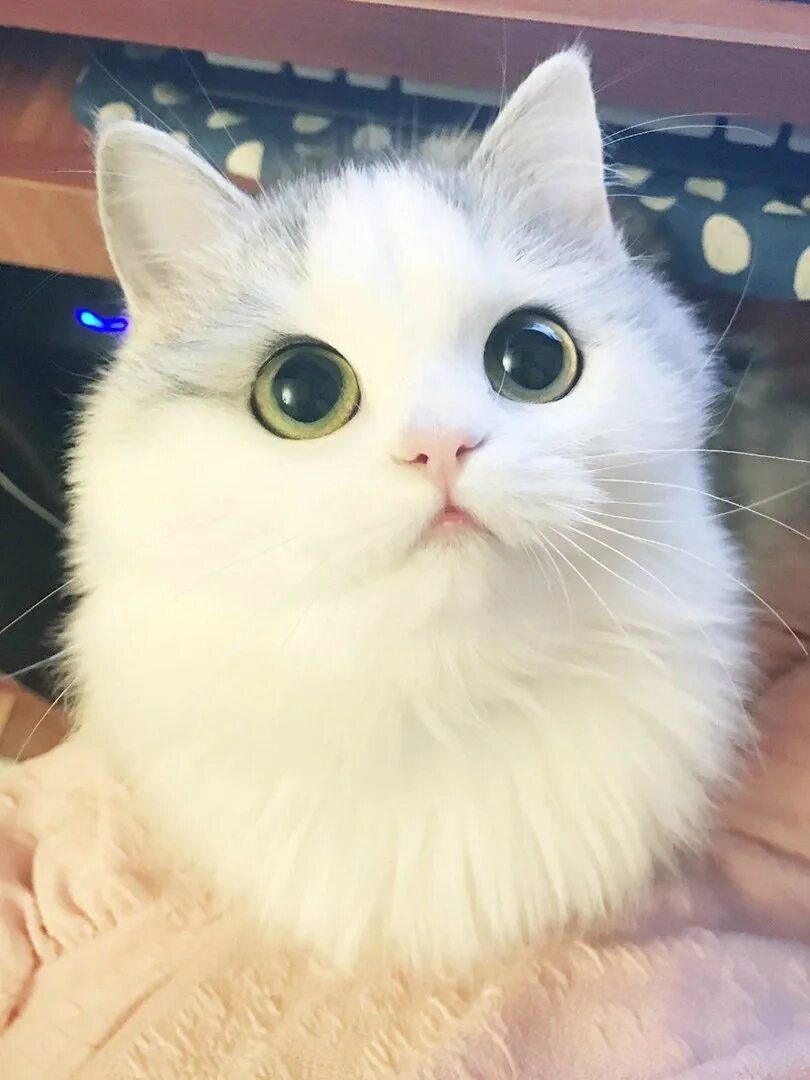 Большой милый кот. Котик с большими глазами. Большой милый кот. Котик с большими глазами. Большой милый кот.