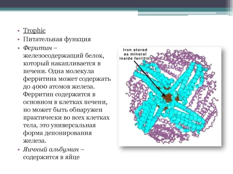 Для чего сдают ферритин. Ферритин биохимия структура. Молекула ферритина. Белок ферритин. Ферритин функция в организме.