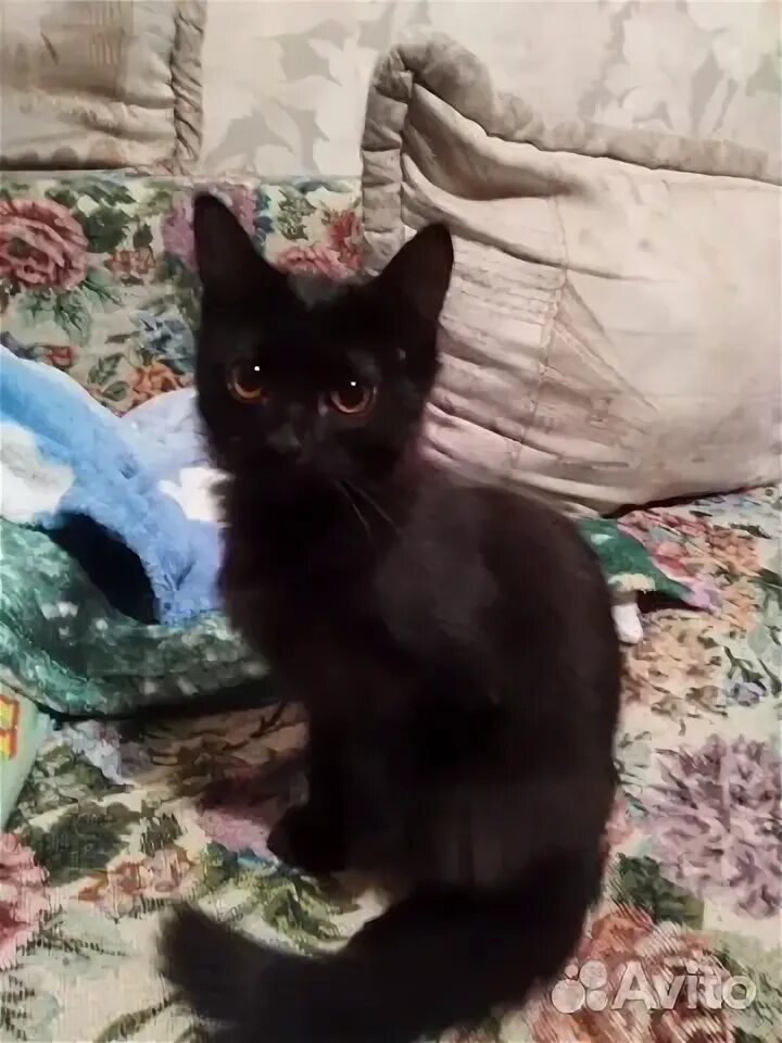 Авито волжский кошек. Авито волжский кошек. Авито котята. Авито волжский кошек. Авито волжский кошек.