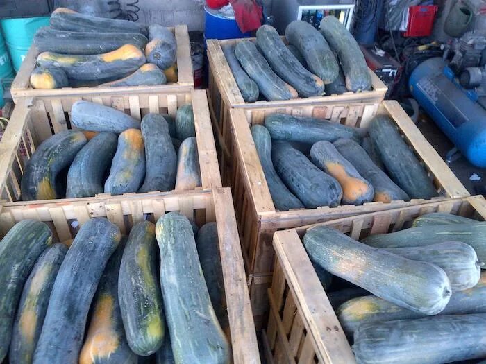 тыква ди наполи. тыква лунга ди наполи. тыква данка полька. тыква наполи лунга. тыква луна ди наполи.