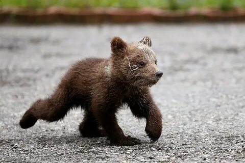 Little baby bear