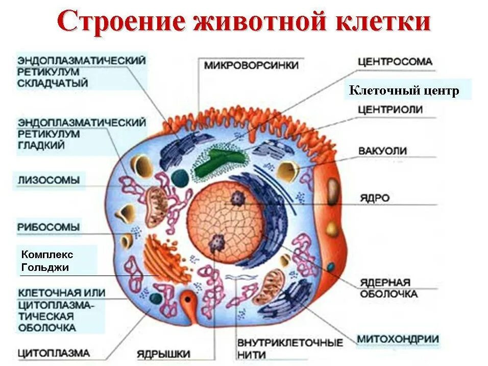 Организм животного состоит из клеток. Строение эукариотической клетки животного. Строение клетки человека рисунок. Строение живой клетки. Строение человеческой клетки рисунок.