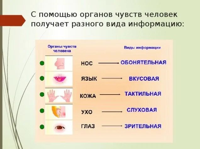 Какие органы чувств воспринимают информацию. Органы чувств человека. информация по органам чувств. вид информации чувство орган. восприятие органами чувств.