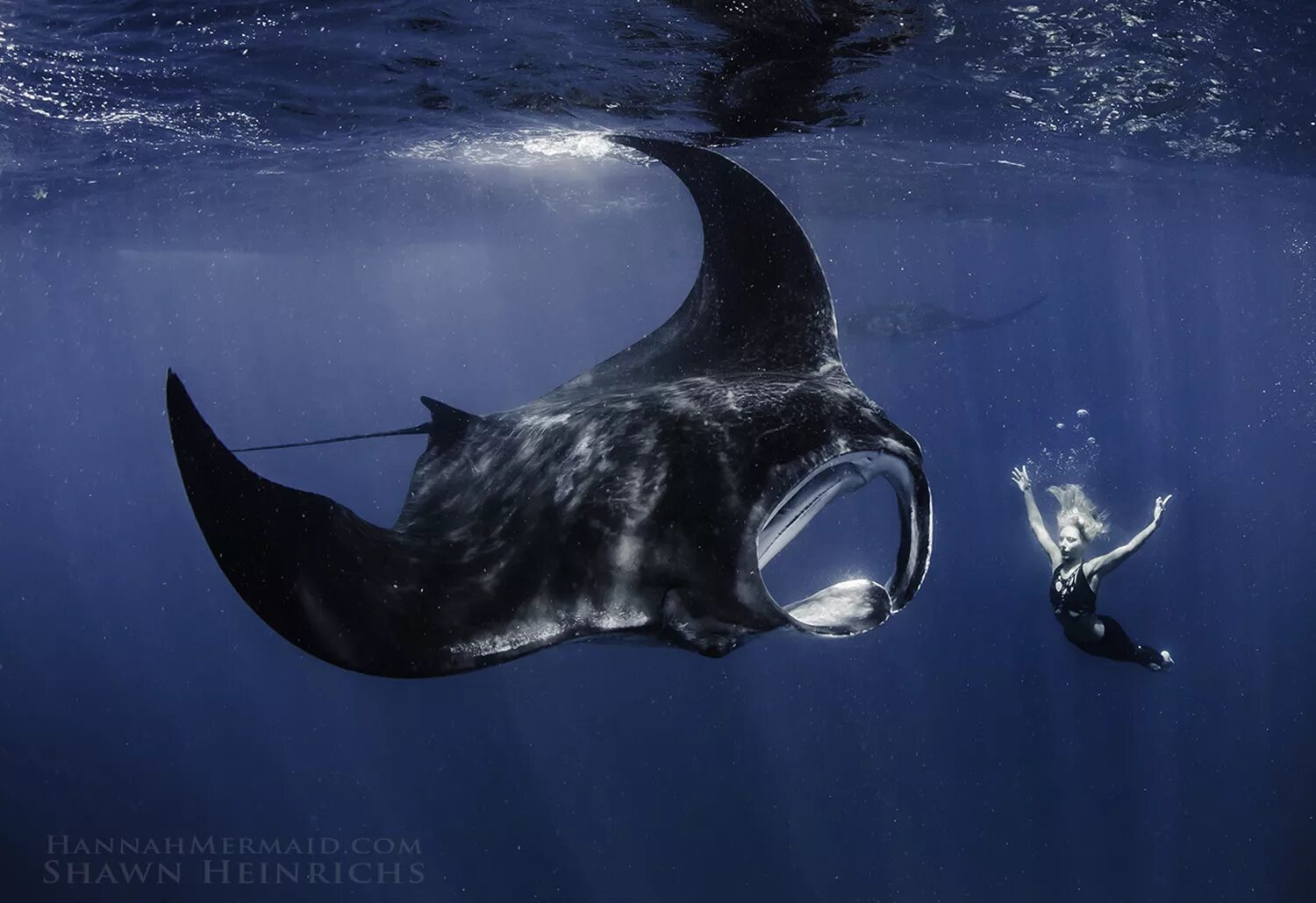 манты на бали. гигантский скат манта. морской дьявол человек. манта египет. скат манта.