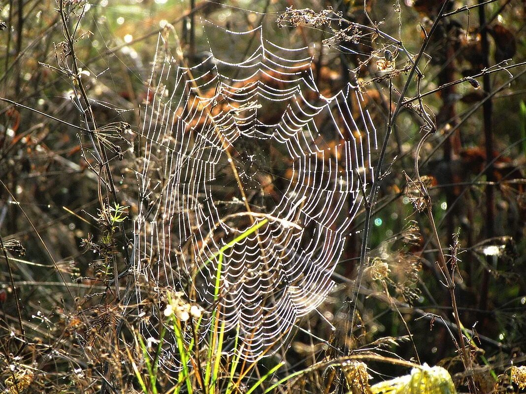 стоев паутина слушать. паутинка легкая. андрей стоев за последним порогом все книги. книга за последним порогом. андрей стоев - за последним порогом 2.