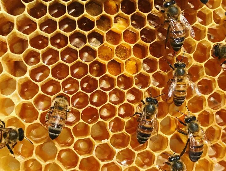 Beekeeping USA Berestov A.S.