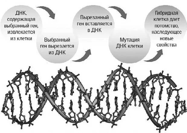 Схема получения ГМО. Этапы создания ГМО. Этапы получения ГМО. Этапы создания генетически модифицированных растений. Гибриды бактерий