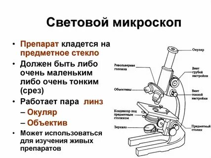 Почему световой микроскоп называют световым