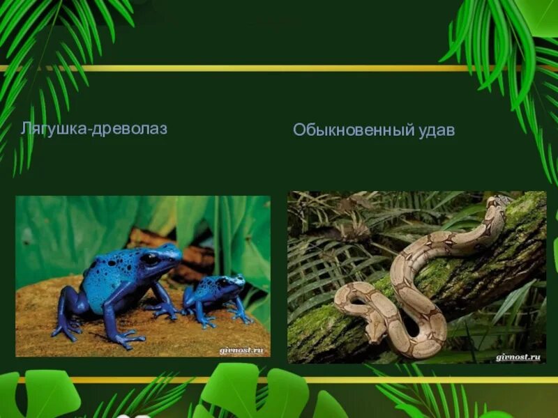Сообщение о животных тропического леса 1 класс. Животные тропического пояса. тропические животные доклад. тропический климат животные. животные живущие в тропическом лесу.