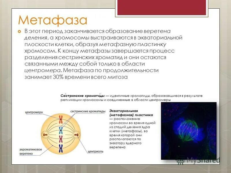 Метафаза клетки. Метафаза процессы происходящие в клетке. Метафаза хромосомы выстраиваются в. Ранняя метафаза. Хромосомы выстраиваются в экваториальной плоскости в.