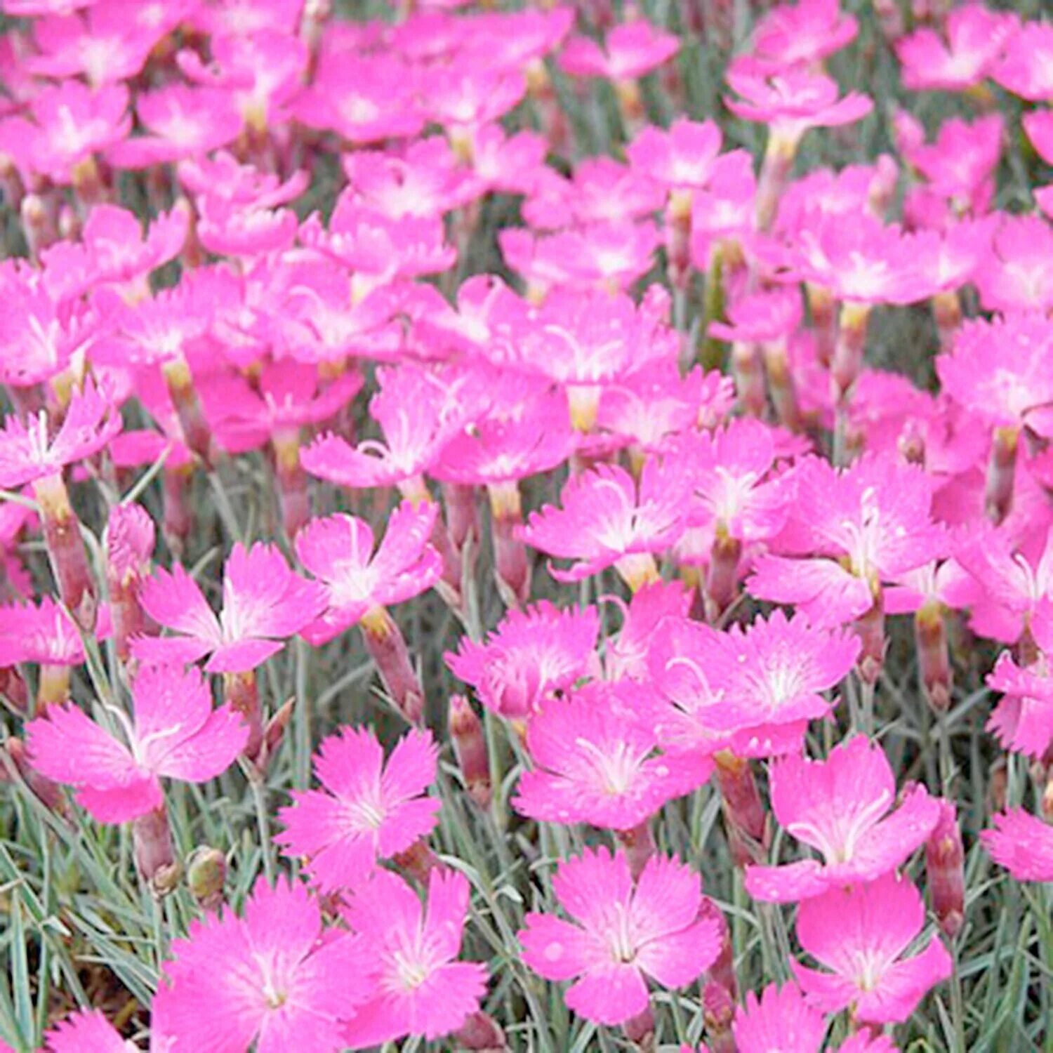 Гвоздика почвопокровная многолетняя. Гвоздика Альпийская Dianthus Alpinus. Гвоздика травянка Альпийская. Гвоздика Альпийская Рубин. Гвоздика травянка многолетняя.