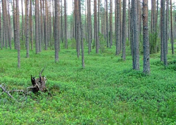 Ельник черничник. Сосновый Бор черничник. Сосняк черничный. Сосняк зеленомошник. Сосняк Кисличный.