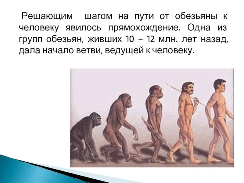 Относится ли человек к приматам. Решающим шагом на пути от обезьяны к человеку явилось. Прямохождение от обезьяны к человеку. Эволюция человека вывод. Эволюционная ветка человека от обезьяны.