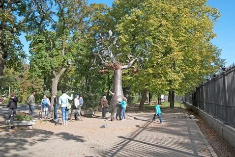 Дерево желаний в кронштадте