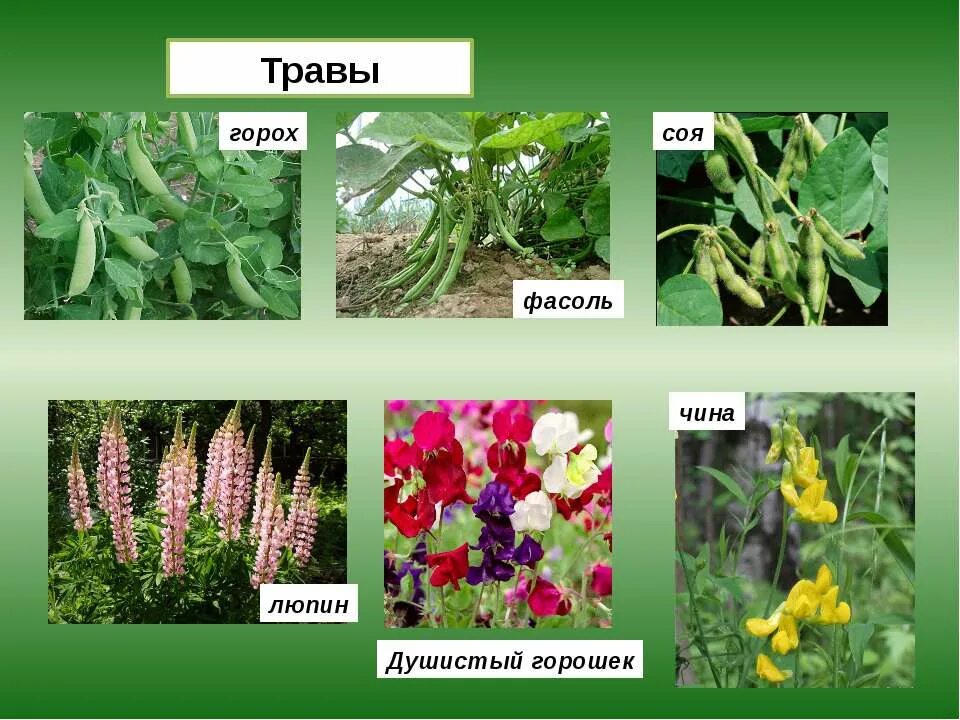 Горох двудольное растение. Растения семейства бобовые мотыльковые. Горох двудольное. Семейство мотыльковые фасоль. Горох двудольное растение.
