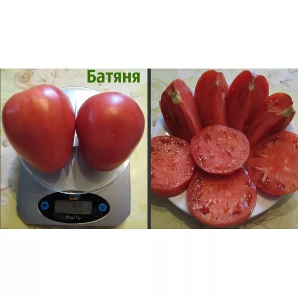 томат батяня сибирская селекция. томат батяня описание отзывы. сорт помидор батяня. батяня сибирский сад. сорт помидор батяня.