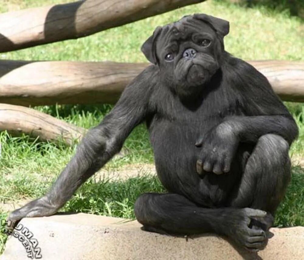 Прикольные животные. Приколы с обезьянами. Шимпанзе бонобо. Обезьяна и собака. Орангутан сурия и собака роско.