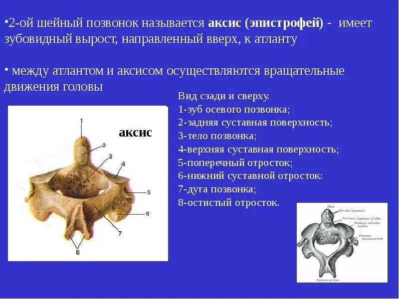 2 Шейный позвонок Аксис строение. Второй шейный позвонок(осевой, Аксис). Позвонки Атлант и эпистрофей.