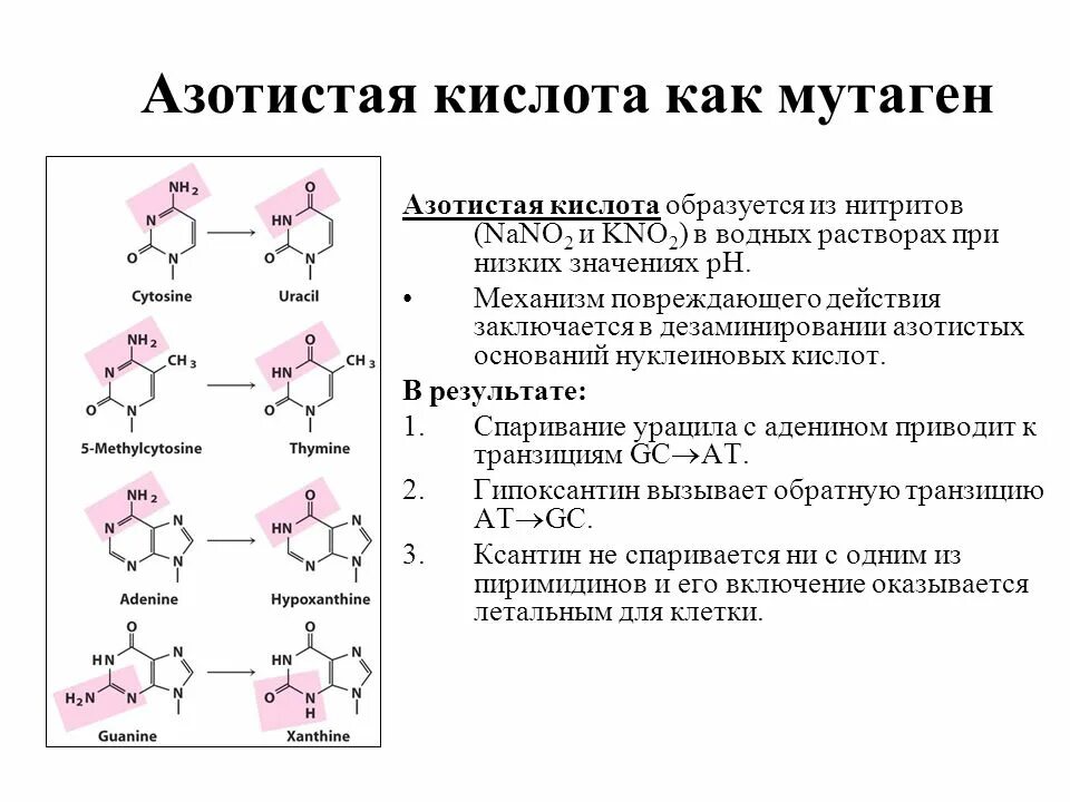 Почему азотная кислота не образует. Дезаминирование азотистых оснований ДНК. Азотистая кислота. Дезаминирование азотистых оснований. Модификация ДНК.