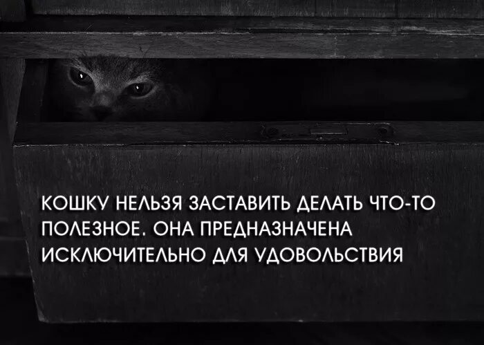 Мудрые мысли о кошках. Статус про кошек. Высказывания о кошках. Цитаты про котов. Афоризмы с котиками.