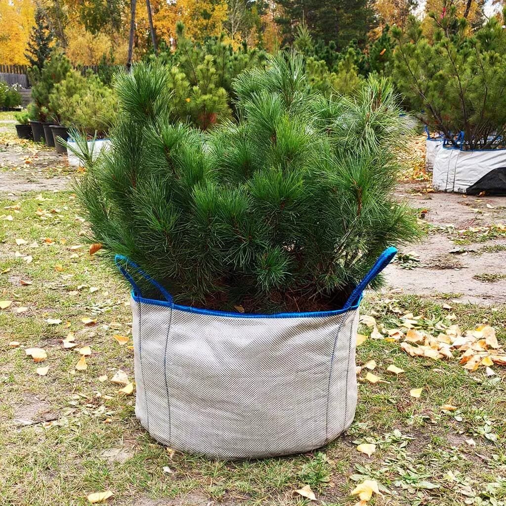 Купить хвойные спб. Кедровым стлаником (Pinus Pumi. Сосна Кедровый стланик. Сосна Кедровая стланиковая Глаука. Сибирский стланик Кедровый.