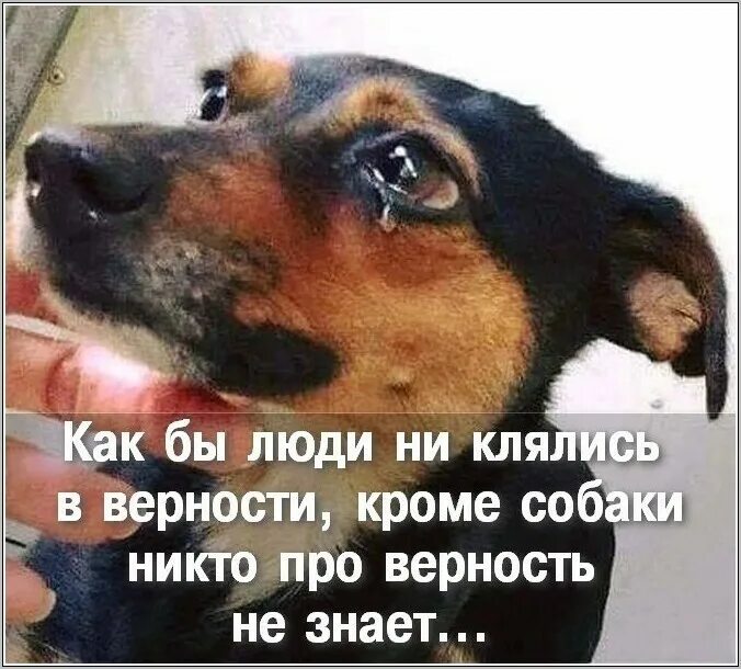 Собака ушла из жизни. Собака ушла из жизни