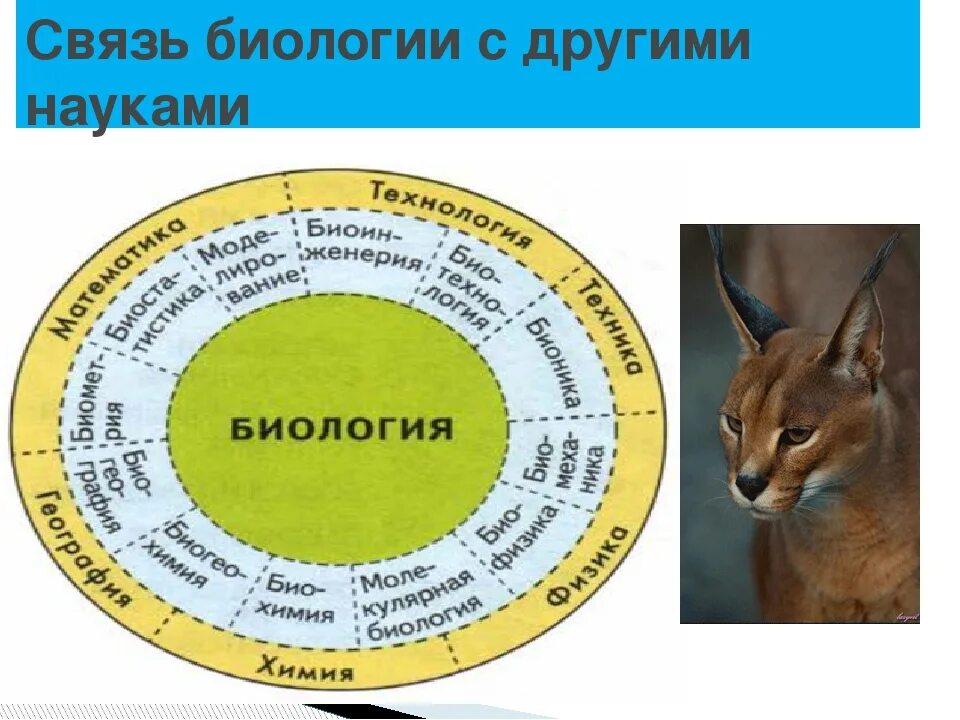 Связь биологии с другими науками. Взаимосвязь биологии с другими науками. Связь биологии с другими биологическими науками. Связь биологии с другими науками таблица. Связь биологии с другими