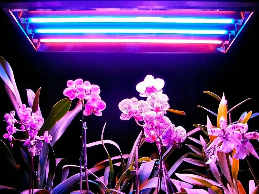 Фитолампа светодиодная General 14w. Фитолампа led grow Light. Фитолампа для растений СМАРТБАЙ. Фитолампа для орхидеи фаленопсис.