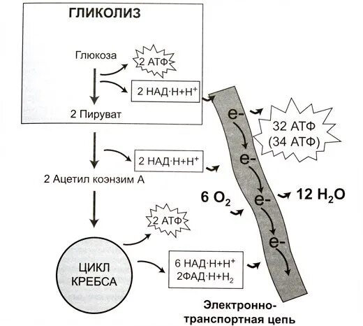 Цикл кребса в митохондриях. Схема клеточного дыхания цикл Кребса. Схема клеточного дыхания в митохондриях. Схема гликолиза и цикла Кребса. Цикл Кребса схема в митохондриях.
