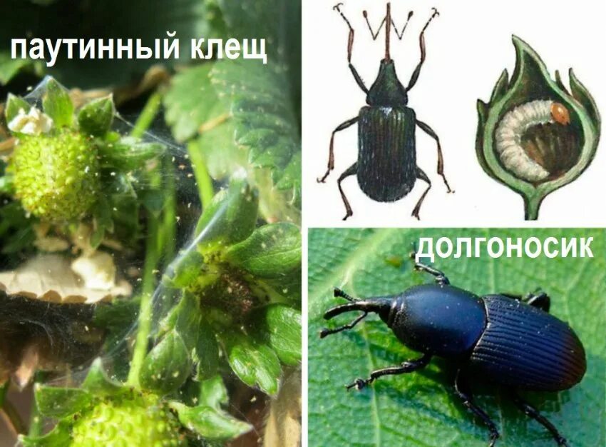 Как избавиться от долгоносика на виктории