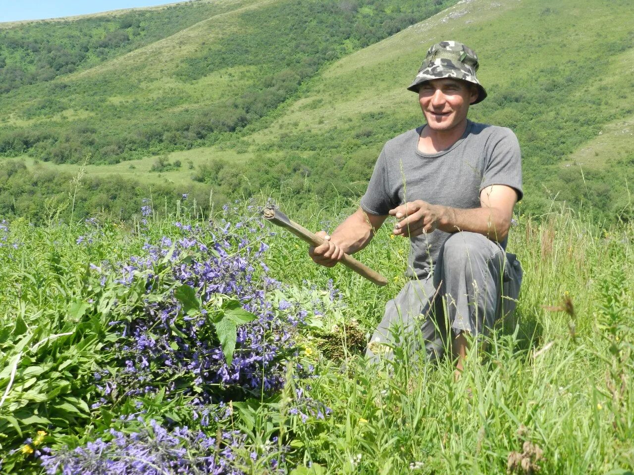 Адыгея травники. Плато лаго-наки альпийские луга. Рододендрон кавказский заповедник. Станица даховская адыгея. Лагонаки летом.