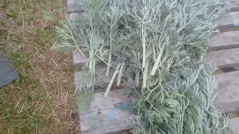 Давать полынь