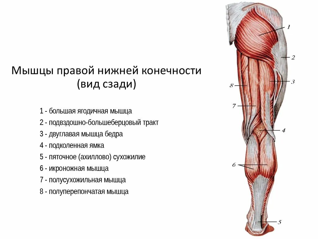 Мышцы нижней конечности анатомия спереди. Поверхностные мышцы нижней конечности спереди.