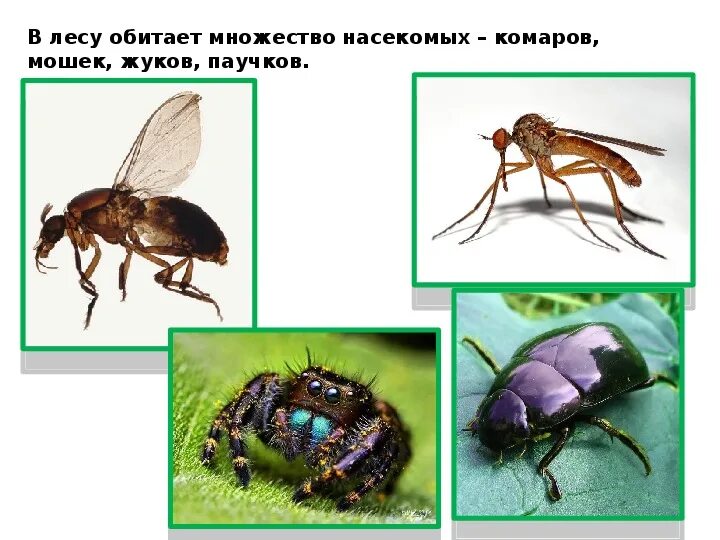 Лес презентация 4 класс плешаков. Жизнь леса 4 класс Плешаков школа России. Жизнь леса 4 класс окружающий мир стр 164-169.