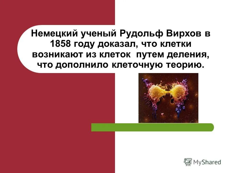 новые клетки появляются путем. новые клетки появляются путем. процессы воспроизведения в клетке. наименьшая единица живого. деление бактериальной клетки митоз.